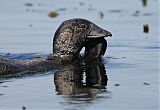 Musk Duck